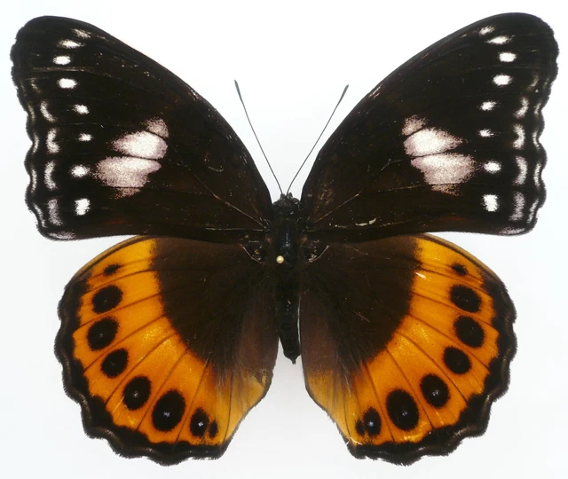 Hypolimnas Pandarus Pandora Female From Buru Isl.