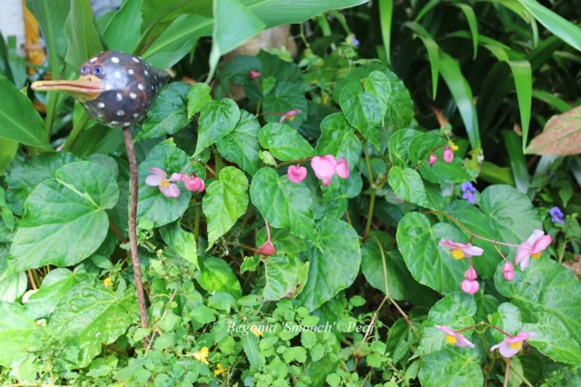 Begonia X ' Smooch ' rustique 1 plant