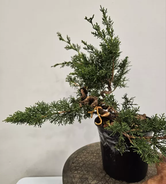 Shimpaku Juniper Kishu Bonsai (Shohin In Training) #S2