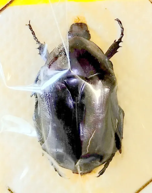 Cetonidae : Eupotosia mirifica 1 ex - Francia