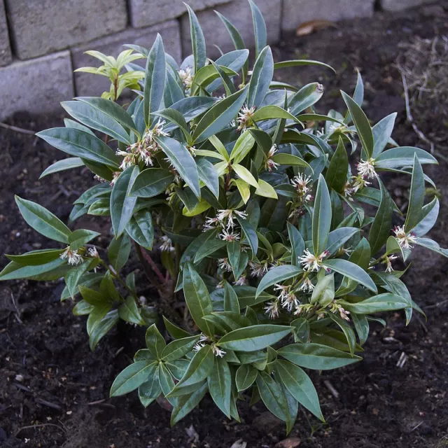 Sarcococca hookeriana 'Humilis' - Sarcocoque nain parfumé