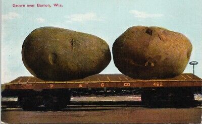 Barron Wisconsin Exaggeration Potato on Train c1911 Ocema WI Cancel Postcard G2