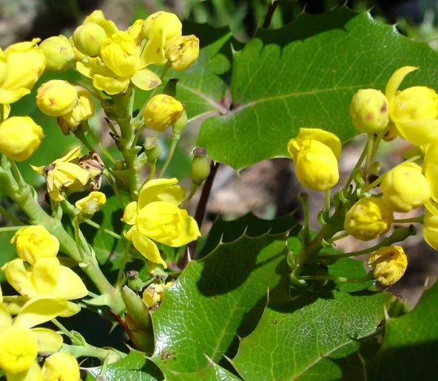 Mahonia  -A Fragrant Yellow Flowering Shrub. Ornamental 25 Seeds