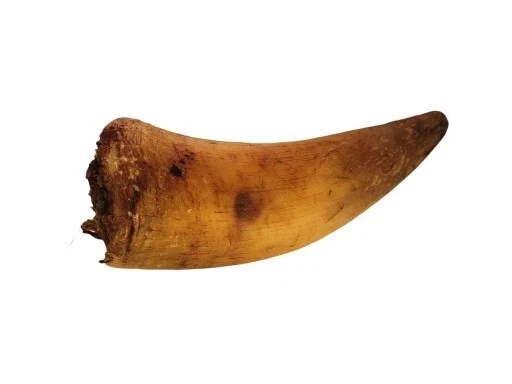 Rinderhorn gefüllt Rind Kauhorn Naturkauartikel Kausnack kleines Stück 2