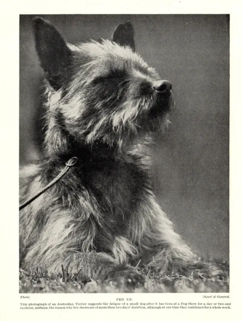 1930s Antique Australian Terrier Dog Print Vintage Dog "Fed Up"  3769j