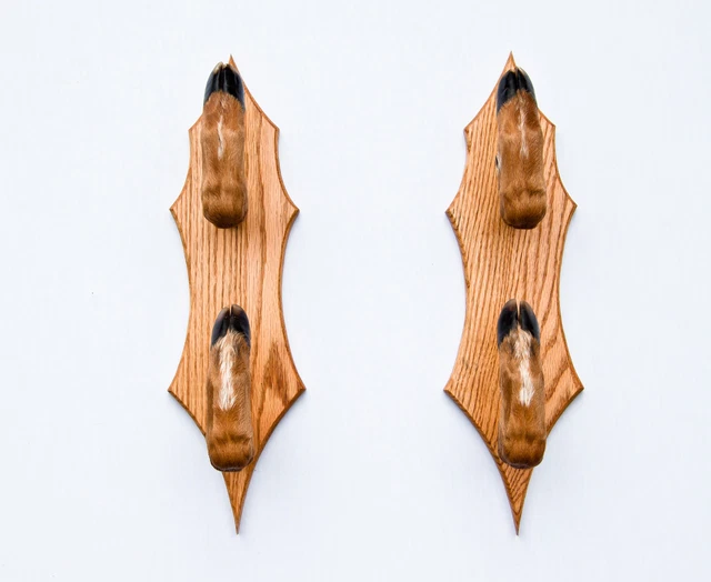 TAXIDERMY DEER HOOF Foot Feet Double Gun Rack on Oak Plaques Gunrack £