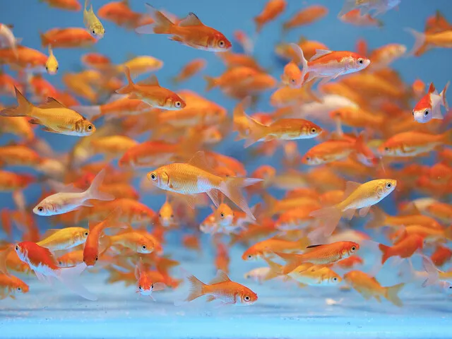 35+ Live Fish Goldfish (SMALL)GUARANTEE ALIVE (FREE 2-Day Shipping)