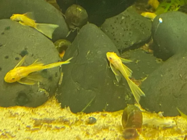 (1.5"+) Blue Eye Lemon Longfin Bristlenose Pleco. (Combined Shipping)