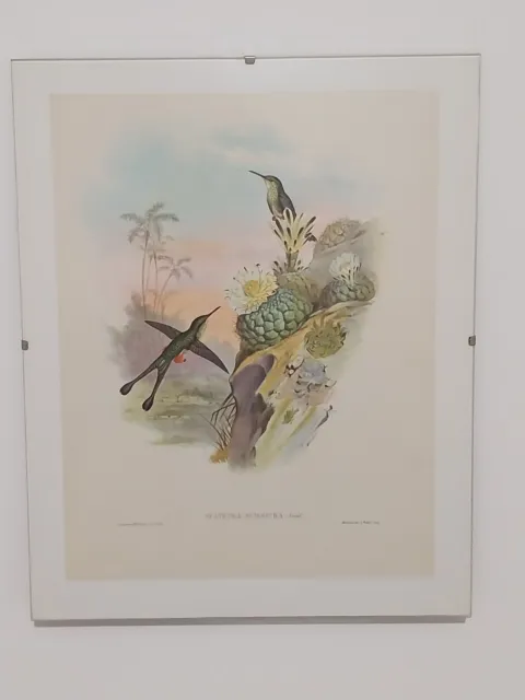 2 impressions signées John Gould