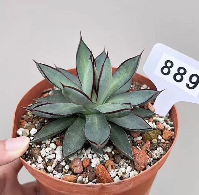 bogenhanf online kaufen Sansevieria Black Diamond kaufen  Green Me Up