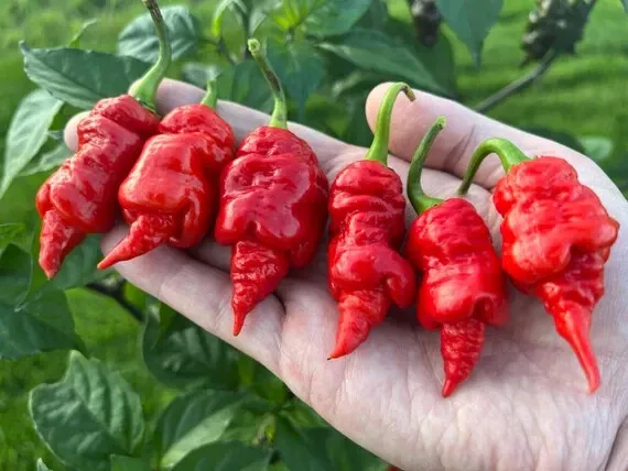 Redpepper X - Unofficial World Hottest Pepper, 3.180.000 Shu - 15 Selected Seeds