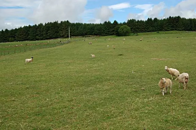 Photo 6x4 Braeside of Fetterangus Grazing land and woodland beyond. c2006