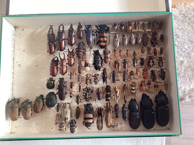 CABINET DE CURIOSITÉ entomologie insectes boite EUR 30,00 - PicClick FR