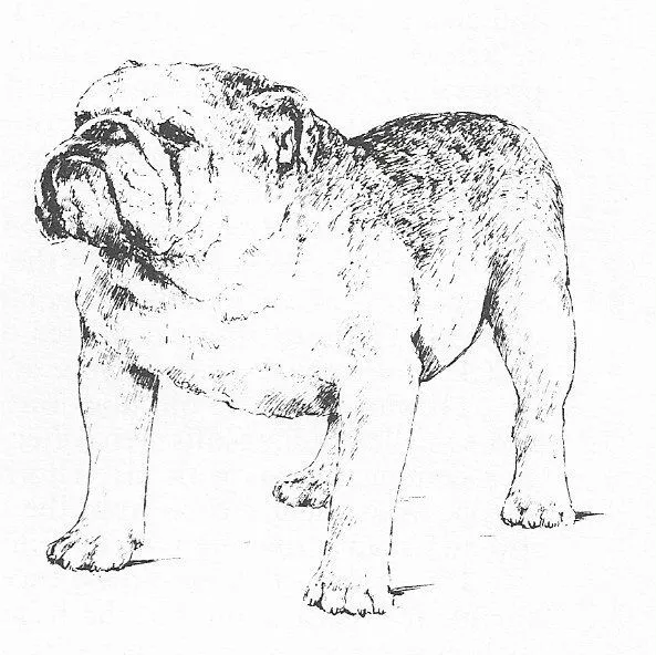 Bulldog #3 - CUSTOM MATTED - 1963 Vintage Dog Art Print 0507 CLD