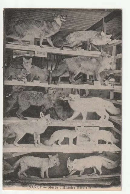 NANCY - Meurthe & Moselle - CPA 54 - Renards au musée d' Histoire Naturelle