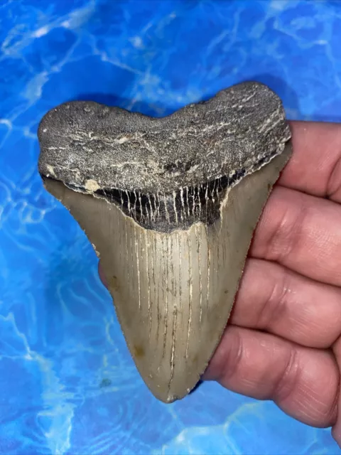 Megalodon Shark Tooth 3.69” Huge Teeth Meg Scuba Diver Direct Fossil Nc 2892