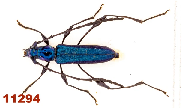 Cerambycidae sp.  A1, 8 mm, Mounted, 1 pc