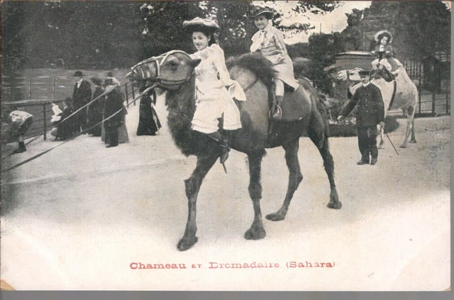 CPA - 75 - PARIS - Jardin d'Acclimatation - Chameau et Dromadaire