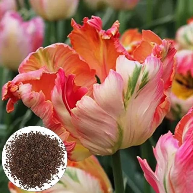 100Pcs / Bag Aprikose Papagei Tulpensamen