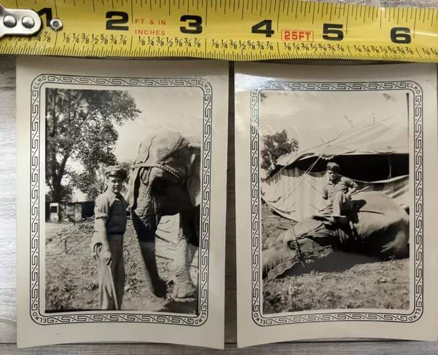 Vintage Photo Snapshot Circus Elephant 1940s With Man