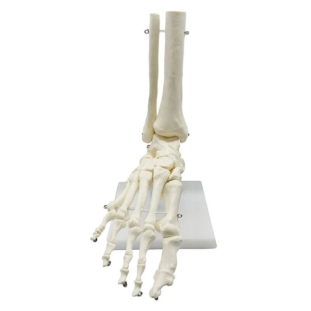 1:1 Human Skeleton Foot Anatomy Model Foot and Ankle with Shank Anatomical  M7I9