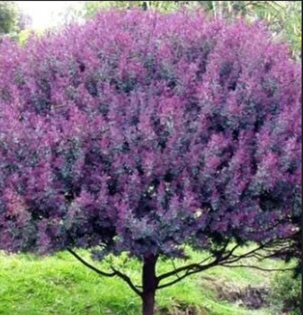 Blue Leafed Mimosa Tree 30 Seeds
