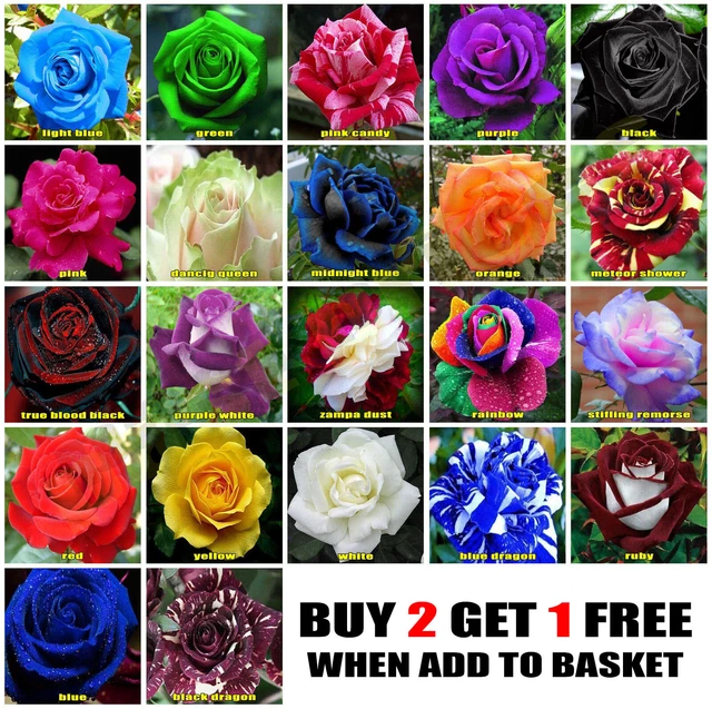 10X ROSE SEEDS Multi Coloured Rose Flower Seeds Home Garden Plant, UK