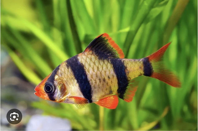3 Tiger Barb *LIVE FRESHWATER AQUARIUM FISH*