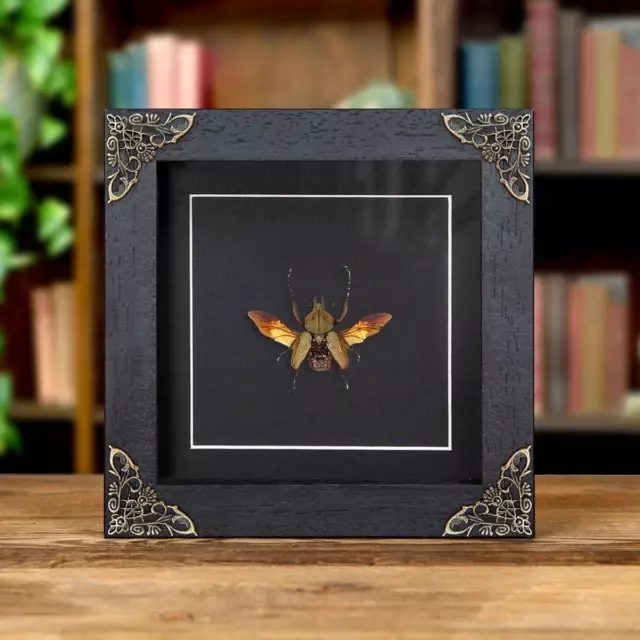 Taxidermy Brown Scarab Beetle In Baroque Style Frame (Philistina squamosus)