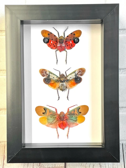 3 Large Cicadas Display Deep Shadow Box Frame Case Beetle Insect Bug Taxidermy E - Foto 12
