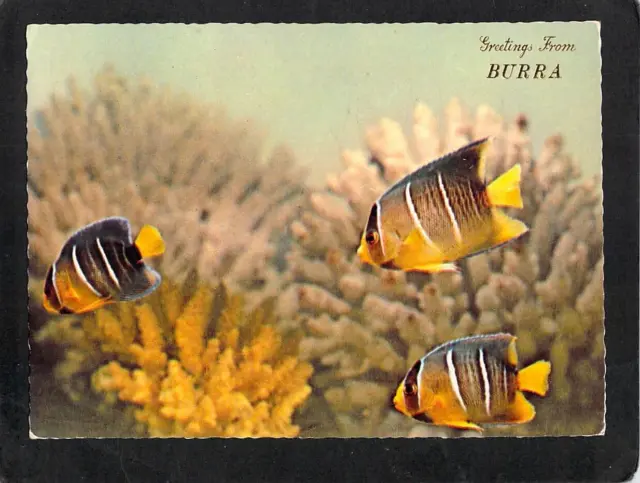 B7181 Australia Fish Burra SA greetings postcard