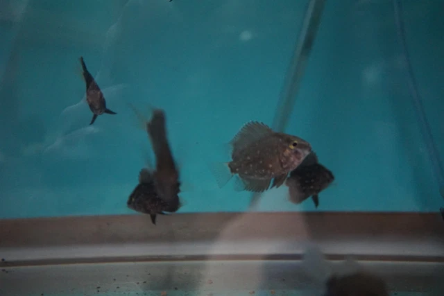 Uaru Cichlid 3
