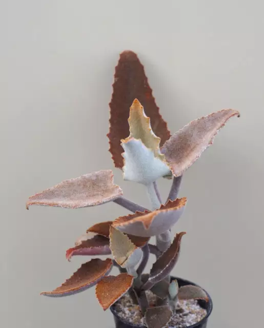 Kalanchoe beharensis  - Succulent