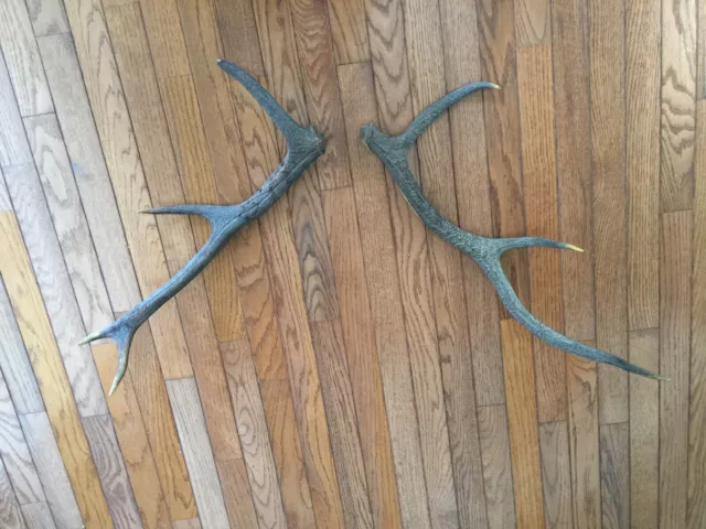 a pair of Deer Horn 23" L x 10" w each