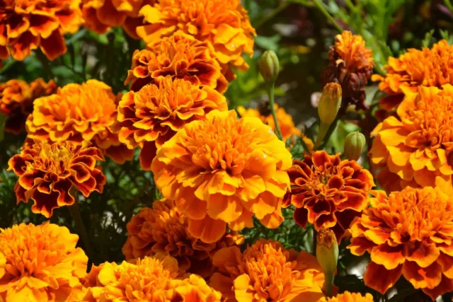 200 Graines de fleurs Oeillet d'Inde anti puceron jardin légume