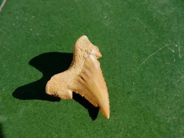 Fosiles " Excepcional Diente De Carcharodon De Marruecos  -  1D17 ". 2