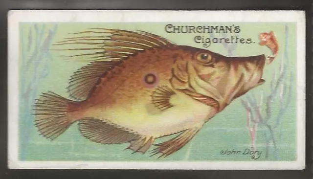 Churchman-Fishes Of The World 1912 (Rare Subject)-#20- John Dory