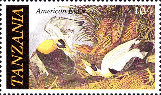 MNH Tier Wildtier Vogel Ente Eiderente Seevogel Wasservogel Tierwelt Fauna / 136