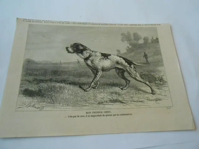 Gravure 1876  Chien de chasse proche du pointer