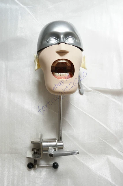 HS Dental Simulator Manikin Phantom Bench Mount Teeth Tooth Typodont Display