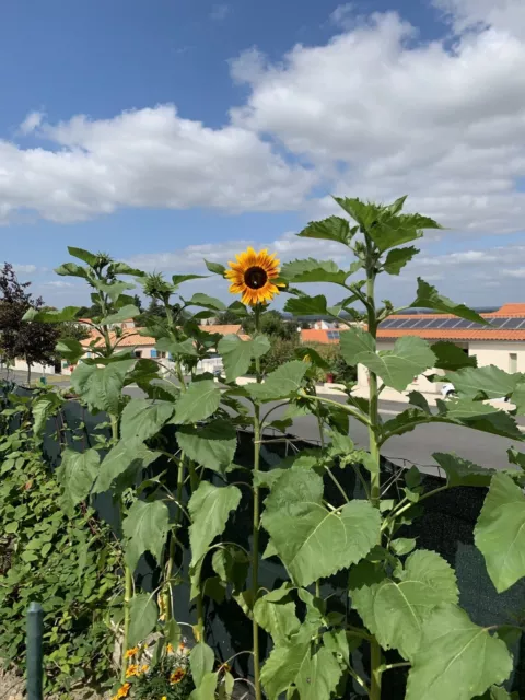 graines de tournesol geant multifleur