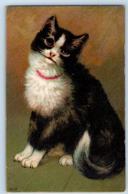 Black Haired Cat Kitten Postcard Animal Embossed c1910's Unposted Antique