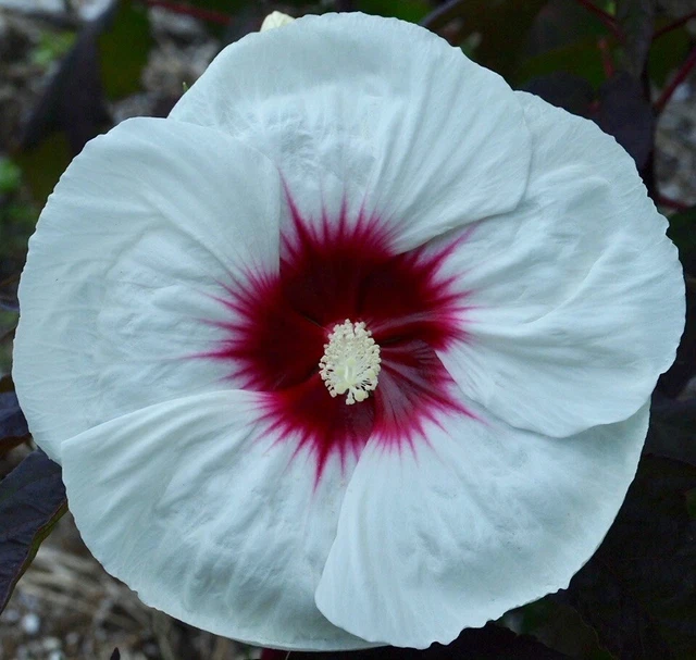 MOCHA MOON Hardy Hibiscus -- Plant in 4.5" pot