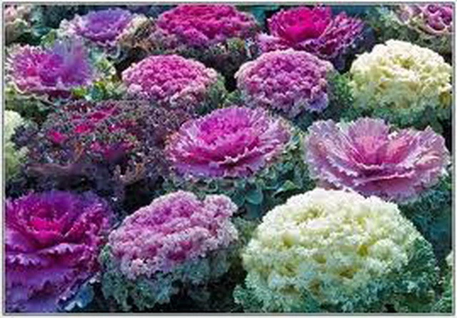 Cabbage Ornamental Mix - Brassica Oleracea (300 Seeds)