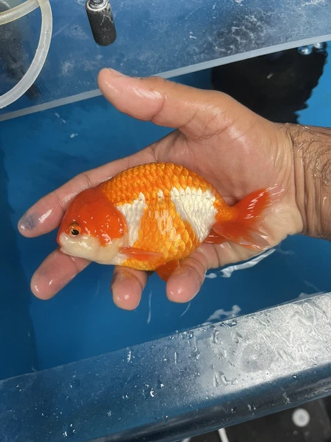 Fancy Goldfish Ranchu Live Fish 5”+
