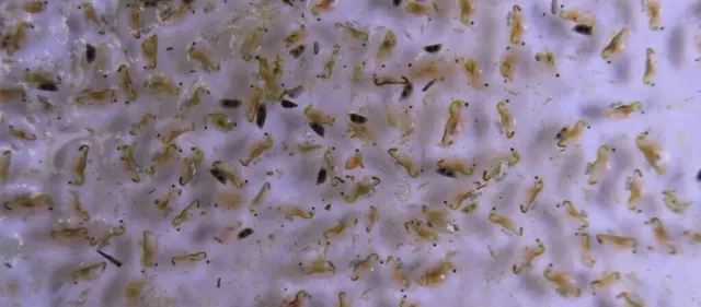 650+ Live Daphnia Magna Freshwater Flea clean Tank Raise Cultures live Fish food