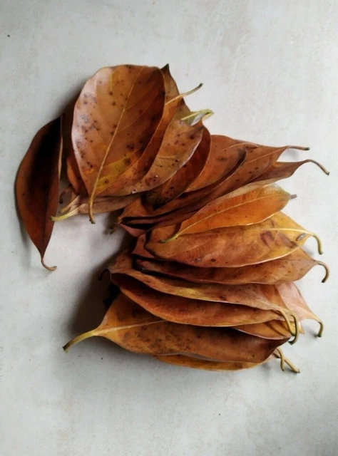 DRIED JACK FRUIT  100 PCs LEAVES Organic Bio Shrimp Aquarium Ceylon Natural