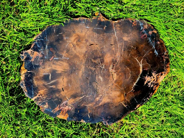 Huge Polished AZ? OR? Petrified Wood FULL Round Crystalized OPALIZED MULTICOLOR