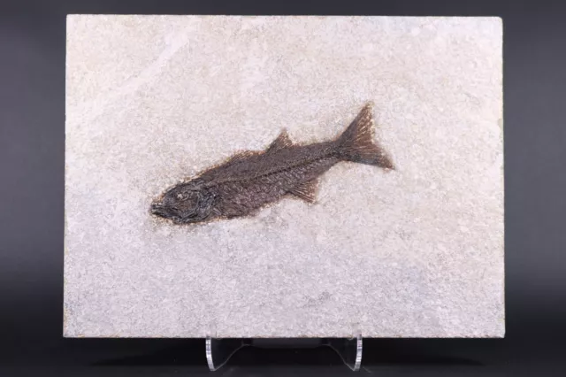 Fossil Fish 5.6" Mioplosus Nice Teeth! Green River Formation Wyoming COA 11037