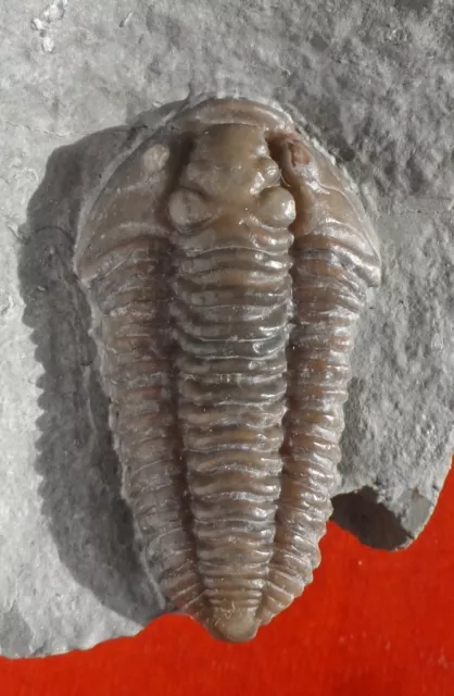 Trilobite Ordovicien Des Usa